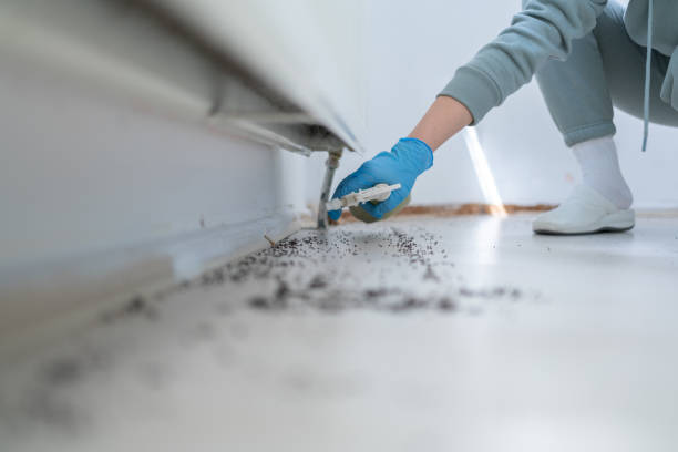 Best Rodent Control Near Me  in Sultana, CA